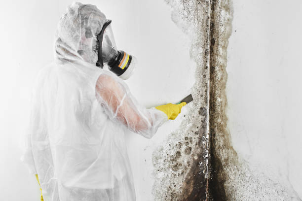 Mineral Wells, TX Mold Remediation Company