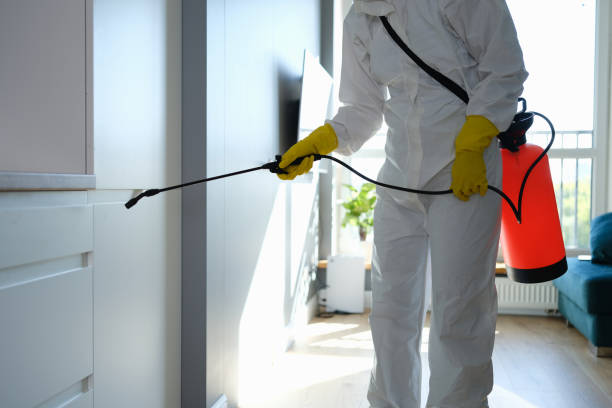 Best Basement Mold Remediation in Mineral Wells, TX