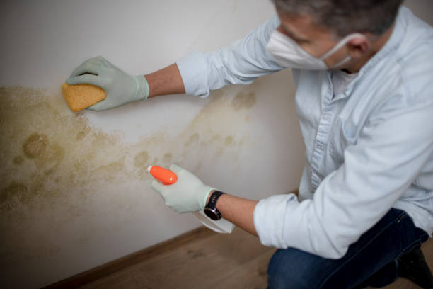 Best Mold Remediation for Specific Building Types in Mineral Wells, TX