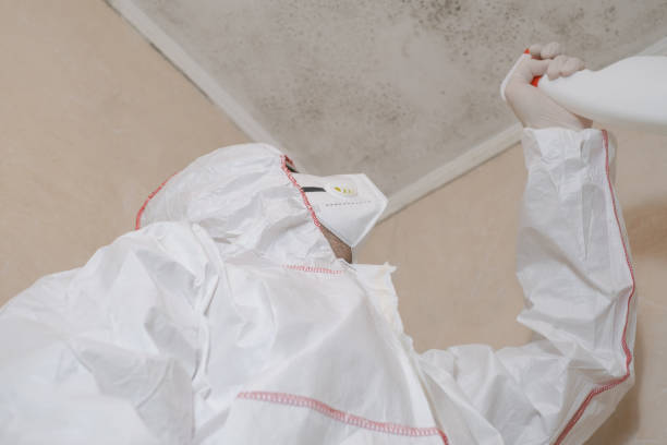 Best White Mold Remediation in Mineral Wells, TX