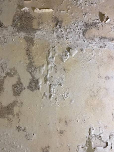 Best Residential Mold Remediation in Mineral Wells, TX