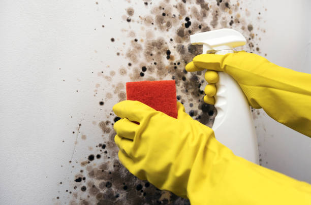 Best Attic Mold Remediation in Mineral Wells, TX