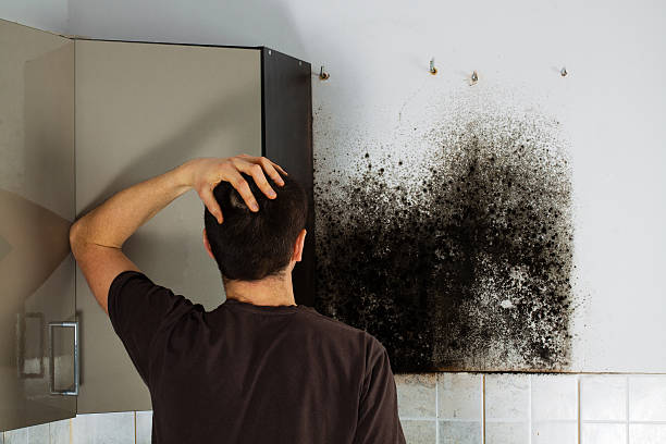 Best DIY Mold Remediation Support Services in Mineral Wells, TX