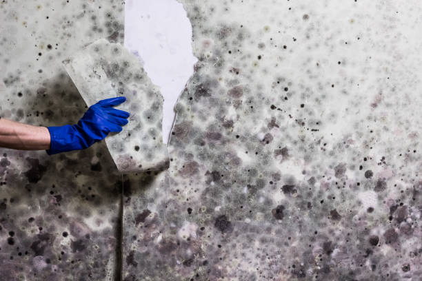 Best Commercial Mold Remediation in Mineral Wells, TX