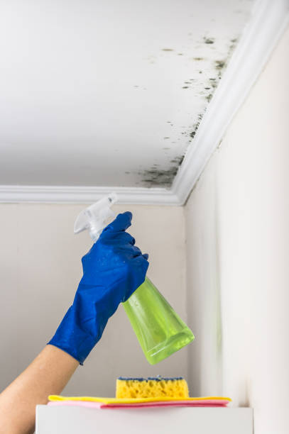 Best Kitchen Mold Remediation in Mineral Wells, TX